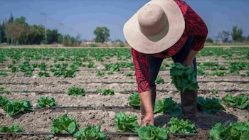 Diarrea explosiva: Cofepris confirma que no hay presencia de Cyclospora en lechugas mexicanas