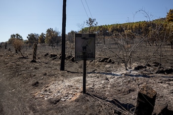 Vista de la zona quemada por incendio forestal declarado este viernes en Lozoyuela. (Daniel González/EFE)