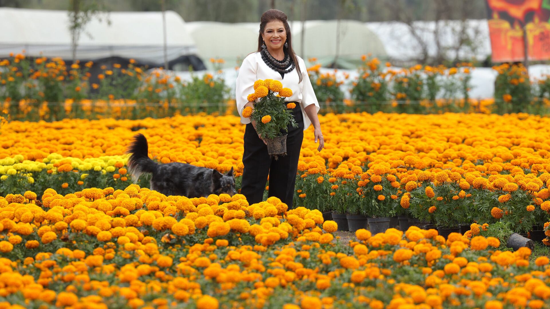 Los cuidados caseros prolongan la vida del cempasúchil en altares y decoraciones durante la temporada del Día de Muertos.(X / ClaraBrugadaM)