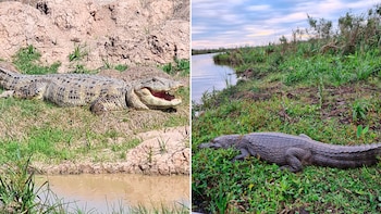 Dos especies de yacaré en los Esteros del Iberá