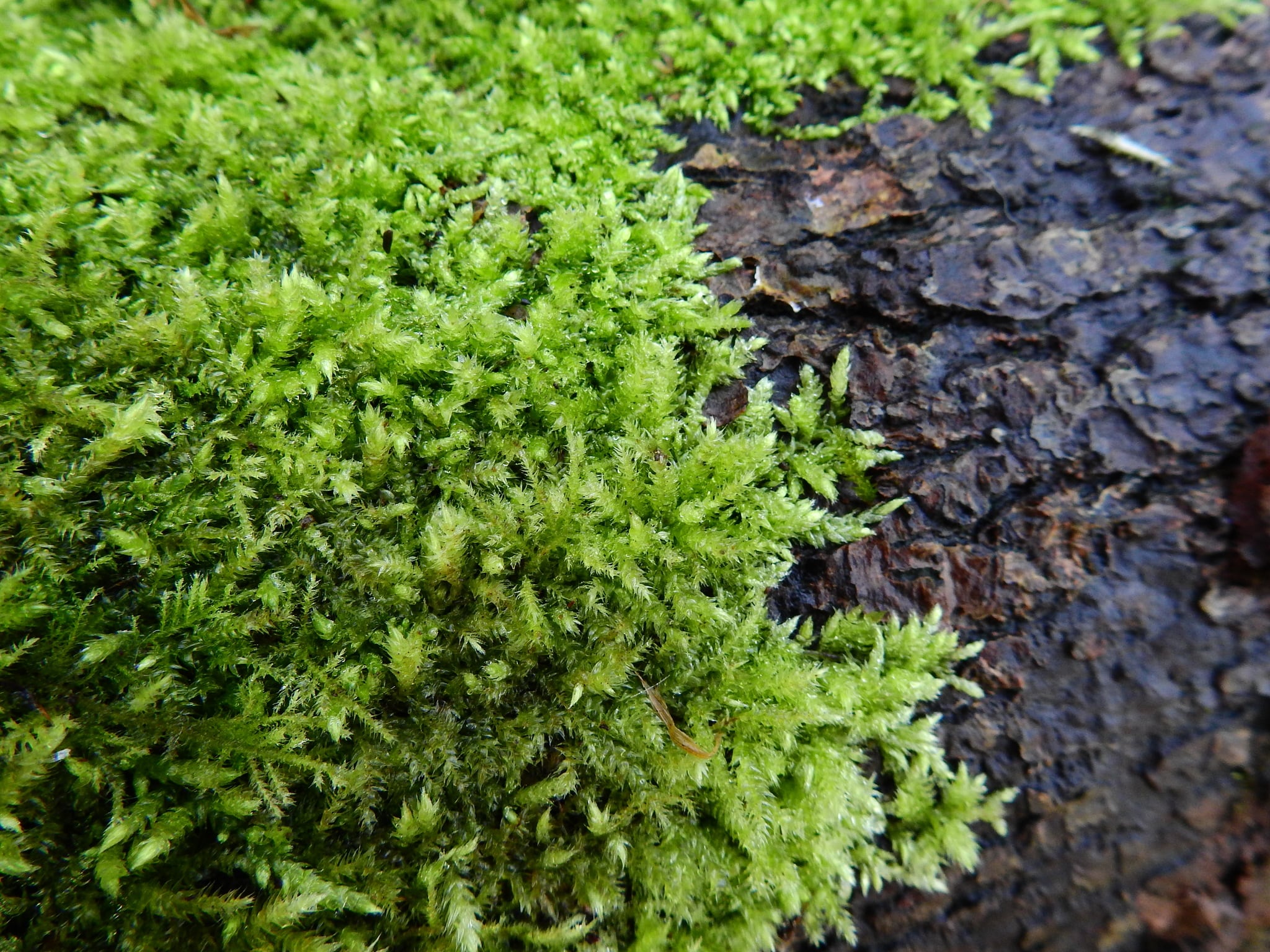 Esta planta genera ondas eléctricas muy similares a las de un cerebro, según un estudio