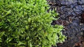 Esta planta genera ondas eléctricas muy similares a las de un cerebro, según un estudio