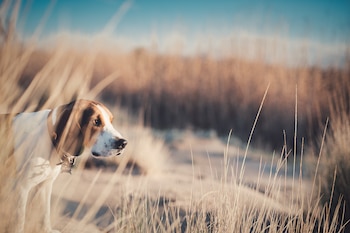 Las espigas clavadas en la piel de los perros pueden provocar dolores, infecciones o complicaciones que requieran cirugía. (Magnific)