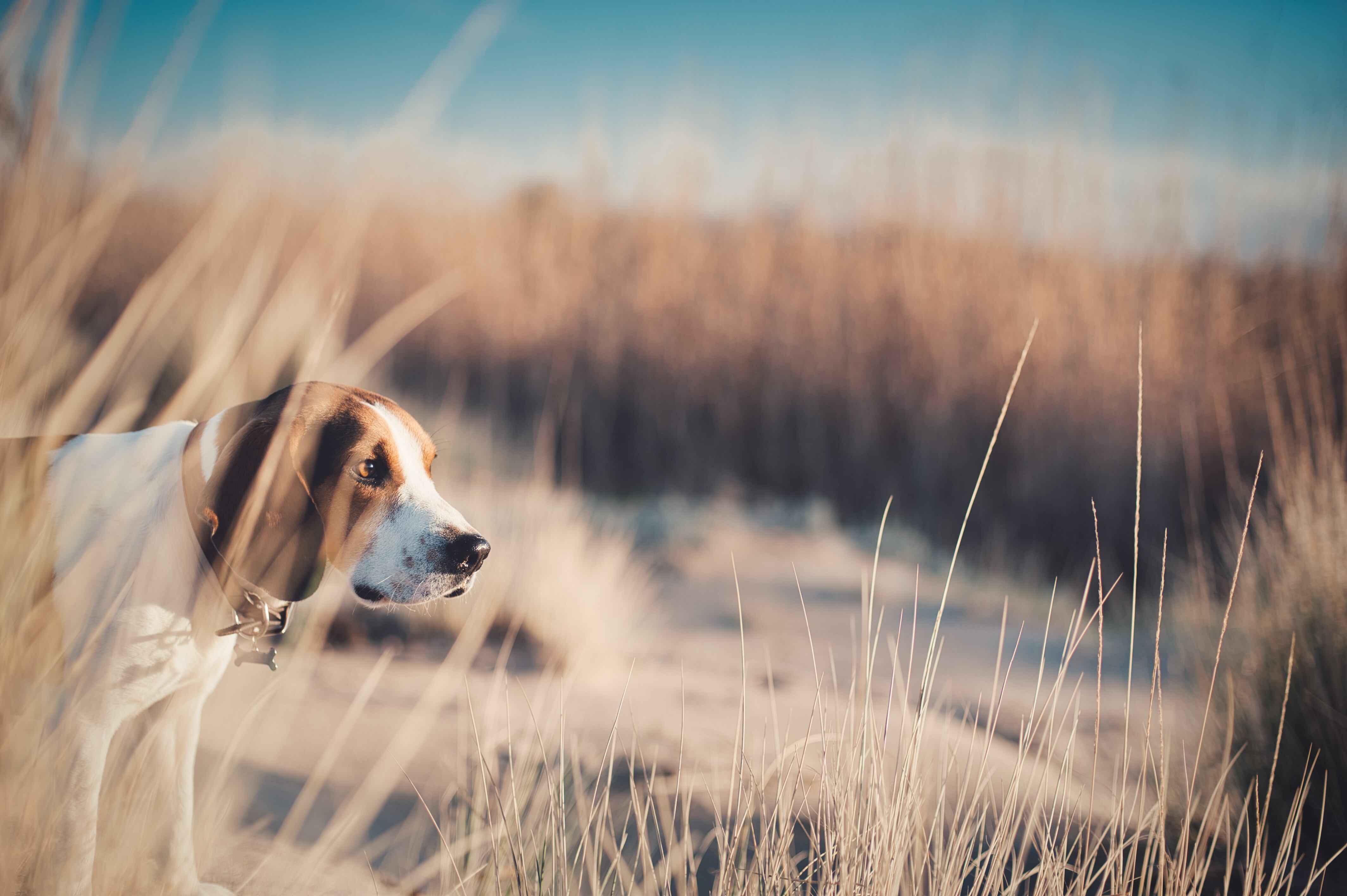 Las espigas clavadas en la piel de los perros pueden provocar dolores, infecciones o complicaciones que requieran cirugía. (Magnific)