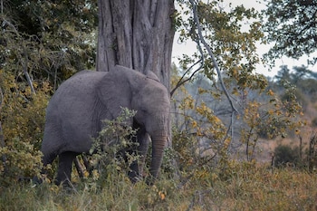 Un elefante africano permanece junto al grueso tronco de un árbol, rodeado de arbustos y pastos
