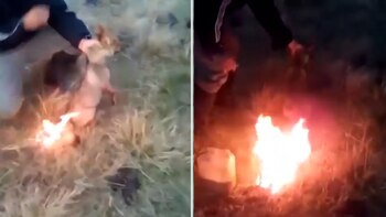 Aberrante: le prendió fuego la