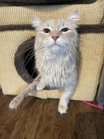 Sus cuidadores entienden las dificultades que conlleva cuidar de un felino paralizado. (Facebook/Wonky Whiskers Rescue)
Shrimp, gatos, felinos, parálisis, herida, lesión, mascotas, animales