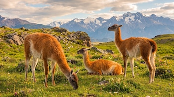 Tres guanacos, dos de pie y uno acostado, en una pradera verde con flores y rocas. Al fondo se ven montañas nevadas bajo un cielo con nubes.