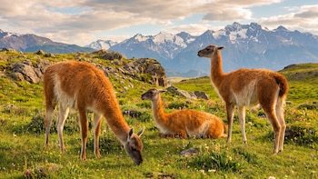 Fue domesticado hace 6.500 años y aún es la columna vertebral del ecosistema patagónico: la historia del guanaco