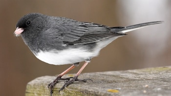 Cómo el confinamiento por COVID-19