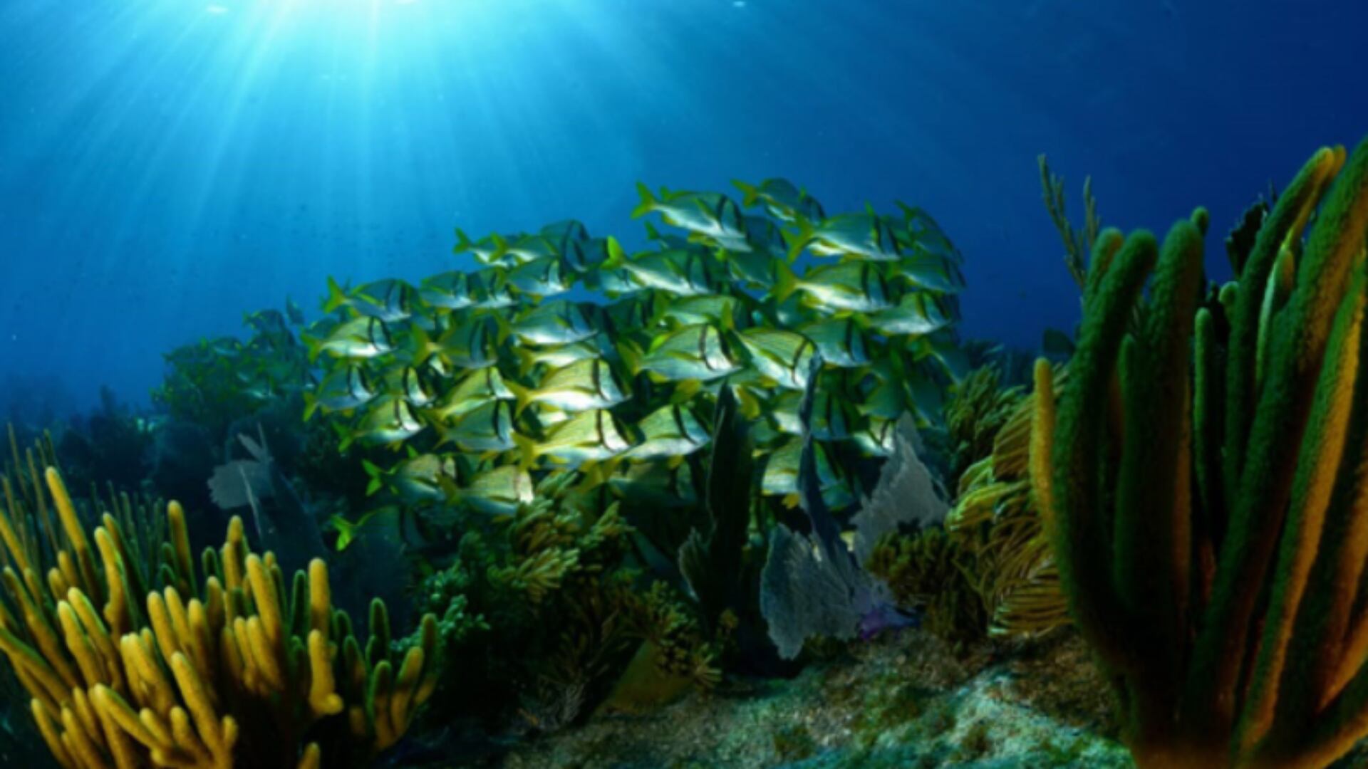 El derrame de petróleo intensifica amenazas como la contaminación, la sobrepesca y el cambio climático sobre el Corredor Arrecifal del Golfo. (Manuel Victoria)