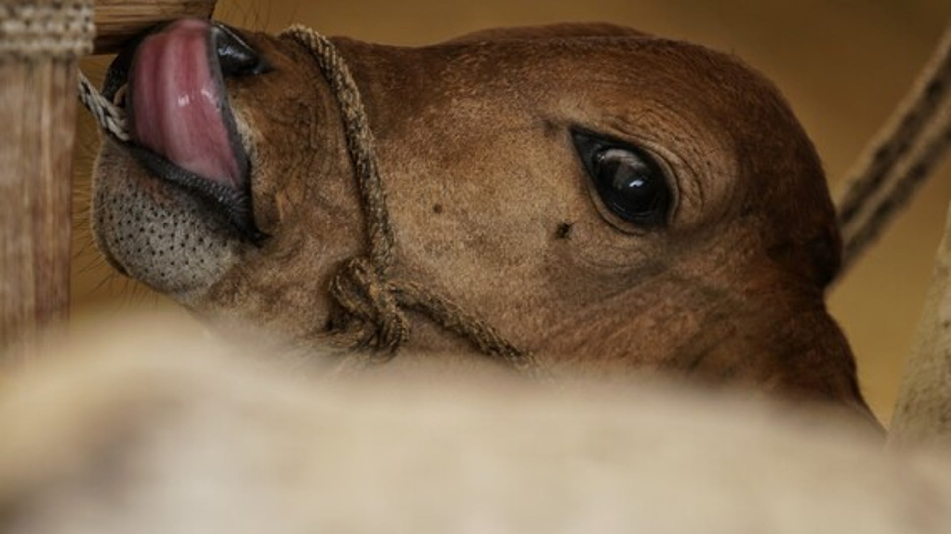 Más de 493.000 bovinos enfrentan dificultades por falta de alimento tras las fuertes lluvias. - crédito Colprensa