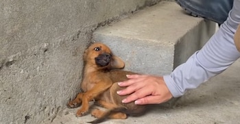 La veterinaria Leidy Guerra rescata a una cachorra durante la emergencia por el sismo en el Chocó- crédito @manejohumanitario/IG