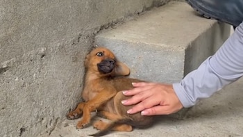 Rescataron a cachorrito en el Chocó tras el terremoto y el video conmovió en redes: “Cambiaremos el miedo por amor”