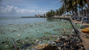 Fotografía que muestra una playa contaminada por desechos, derrames de petroleo y la proliferación de un verdín sobre las aguas del Lago de Maracaibo, en el estado Zulia (EFE/Henry Chirinos/Archivo)