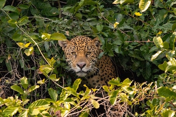 El jaguar necesita corredores de bosque en la Amazonía de Colombia para desplazarse, alimentarse y mantener conectadas sus poblaciones - crédito cortesía