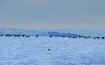 La caída del caribú ha