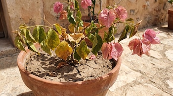 Una bugambilia en maceta de terracota con hojas verdes y rosadas marchitas y secas, sobre tierra agrietada que indica falta de agua.