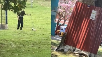 Video de presunto maltrato a una iguana desata medidas en la Universidad San Martín de Puerto Colombia: señalan a un trabajador de aseo