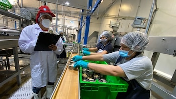 Cuatro personas con uniformes, mascarillas y guantes trabajan en una línea de producción de conservas, con latas abiertas, cinta transportadora y maquinaria
