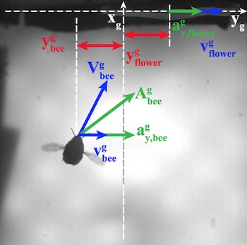 Un esquema con una abeja en vuelo, vectores gráficos de velocidad en azul y aceleración en verde, y ejes de coordenadas