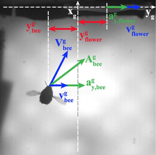 Los investigadores instalaron en la entrada de la colmena una flor artificial que completaba dos oscilaciones laterales por segundo (Gentileza, estudio La integración visual-inercial permite a los abejorros posarse en flores que se mueven rápidamente, publicado en Journal of the Royal Society Interface)