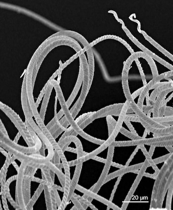 Fósiles hallados anteriormente de especies