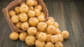 La papa criolla destacó por