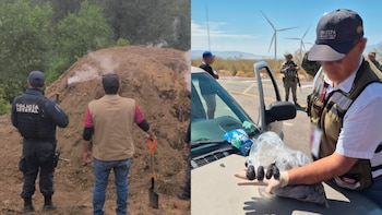 Profepa frena tráfico de pepino de mar en BC y tala ilegal en Tlaxcala