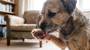 Un perro de pelaje castaño se lame una pata delantera, mientras al fondo se observan un sillón y un estante con libros.