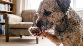 ¿Por qué mi perro se lame las patas todo el tiempo? Causas y cuándo preocuparse
