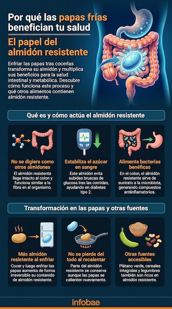 Infografía que explica el papel del almidón resistente en la salud, mostrando el sistema digestivo y ejemplos de alimentos como papas, plátano verde y legumbres.