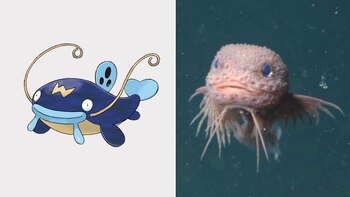 El Careproctus colliculi, nuevo pez