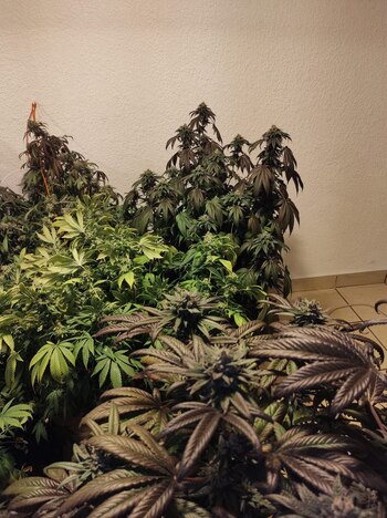 El cultivo de marihuana despuntó