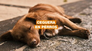 La enfermedad que puede dejar