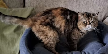 La gata se encontraba bajo