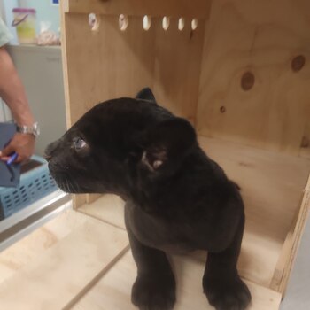 El cachorro era trasladado en