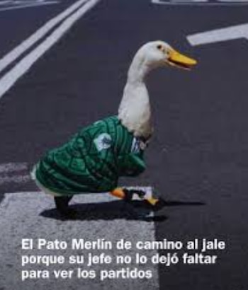 memes Pato Merlín