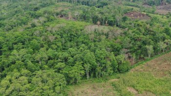 Durante el 2020, la deforestación