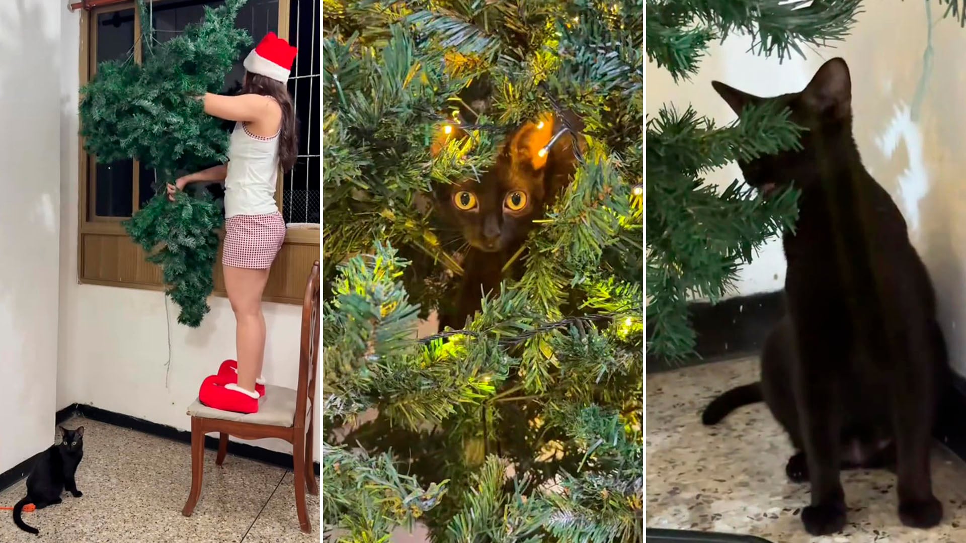 El video viral de María Márquez muestra cómo su gato impide el armado del árbol de Navidad y conquista las redes sociales