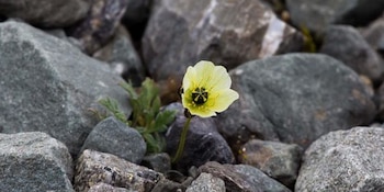 La biodiversidad floral de Kaffeklubben destaca como ejemplo extremo de especialización evolutiva y adaptación a las condiciones polares más adversas (REUTERS)