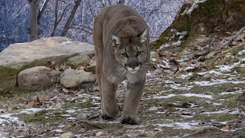 De osos a pumas: cómo los humanos influyen en el comportamiento de los grandes carnívoros en América del Norte