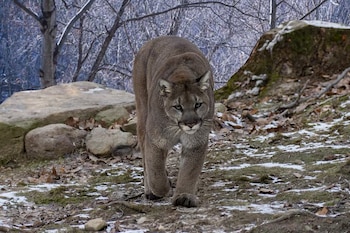 Un puma de pelaje grisáceo camina al frente en un bosque con árboles sin hojas, rocas, nieve y hojas secas en el suelo