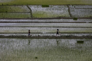 Un campo de arroz en