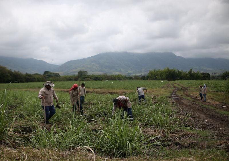 El Tribunal Oral en lo Criminal Federal de Jujuy absolvió por unanimidad a un productor agropecuario acusado de explotación laboral y reducción a la servidumbre (Foto ilustrativa: REUTERS/Luisa González)