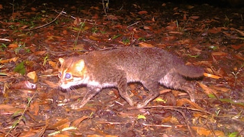 Tras 30 años desaparecido, documentan