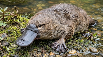 Un ornitorrinco de pelaje marrón oscuro y pico gris oscuro con patas palmeadas está en el borde de un arroyo poco profundo, rodeado de musgo y pequeñas rocas.