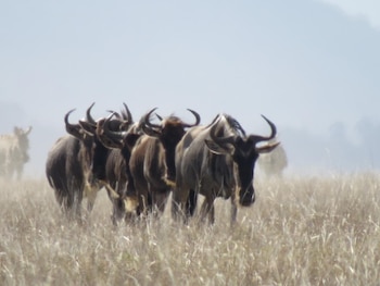 Cercas y nuevas infraestructuras interrumpen