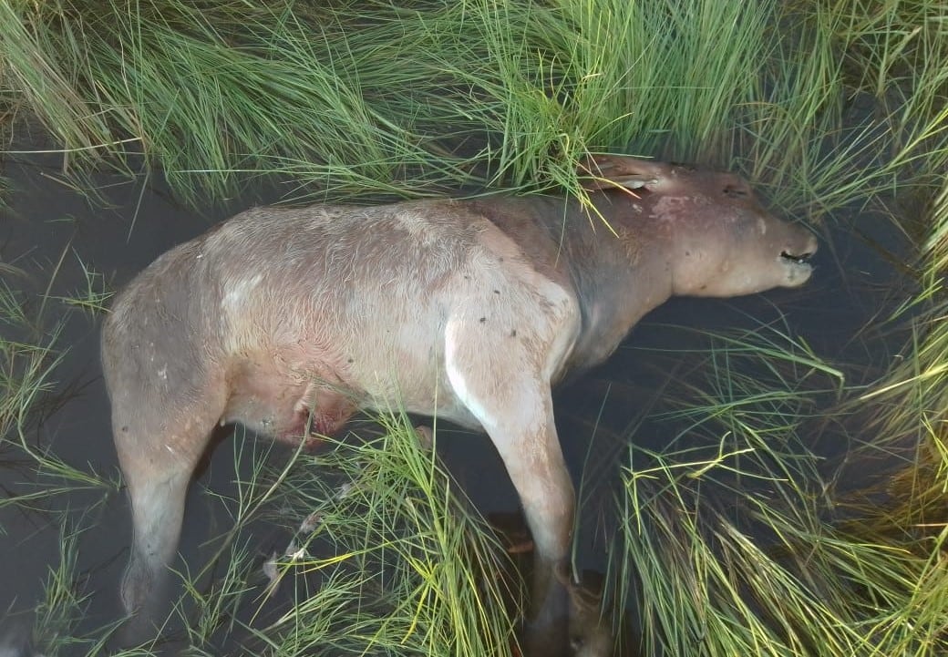 Advierten que las inundaciones podrían traer nuevas enfermedades que afecten a los animales