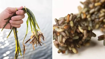 Ángel León comienza la producción de zostera, un cereal marino (Aponiente)